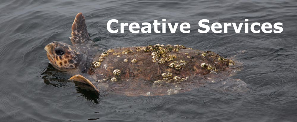 Creative Services featuring sea turtle photography